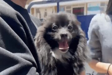 Pato, el pomerania hurtado en Suba, regresó con su familia