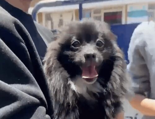 Pato, el pomerania hurtado en Suba, regresó con su familia