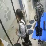 Video de seguridad registró el hurto de un celular en una veterinaria de San Patricio, Usaquén