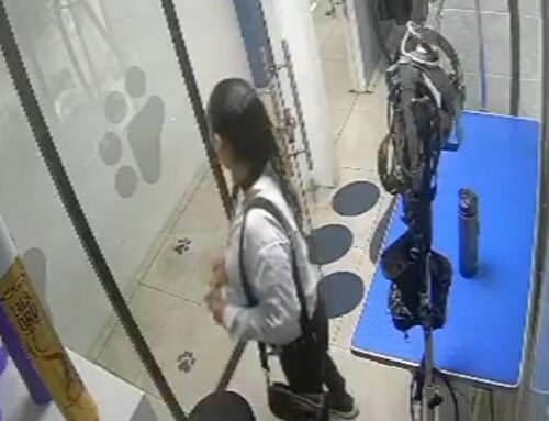 Video de seguridad registró el hurto de un celular en una veterinaria de San Patricio, Usaquén