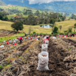 12 asociaciones paperas reciben apoyo técnico e insumos en Cundinamarca