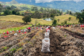 12 asociaciones paperas reciben apoyo técnico e insumos en Cundinamarca
