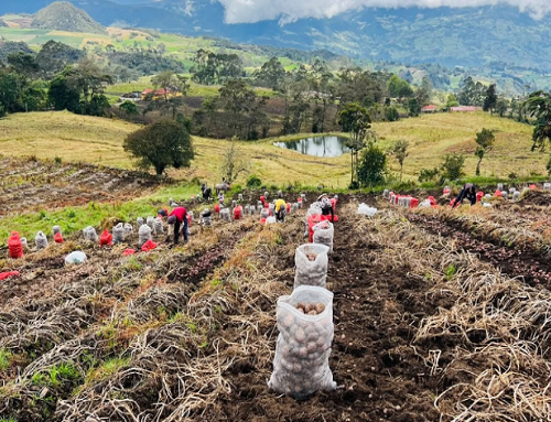 12 asociaciones paperas reciben apoyo técnico e insumos en Cundinamarca