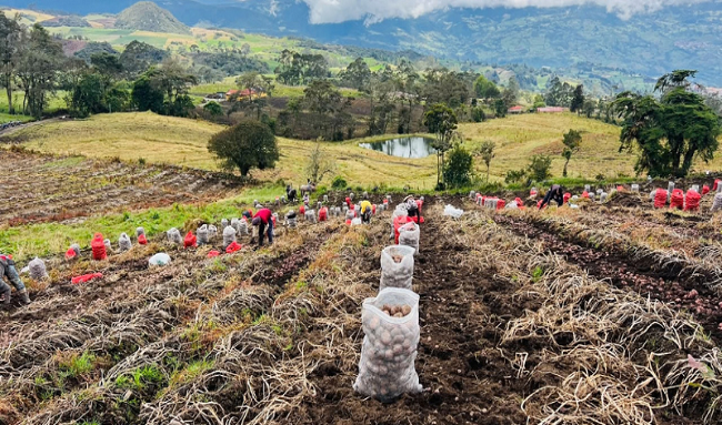 12 asociaciones paperas reciben apoyo técnico e insumos en Cundinamarca