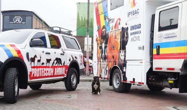 Cundinamarca invierte $966 millones en protección animal