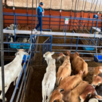 Cundinamarca instala cámaras en frigoríficos para vigilar el recaudo del impuesto de degüello