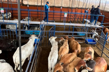 Cundinamarca instala cámaras en frigoríficos para vigilar el recaudo del impuesto de degüello