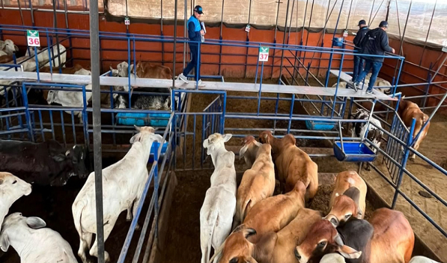 Cundinamarca instala cámaras en frigoríficos para vigilar el recaudo del impuesto de degüello