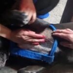 Denuncian presunto caso de maltrato animal en el barrio Salitre de Suba
