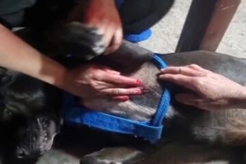 Denuncian presunto caso de maltrato animal en el barrio Salitre de Suba
