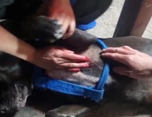 Denuncian presunto caso de maltrato animal en el barrio Salitre de Suba