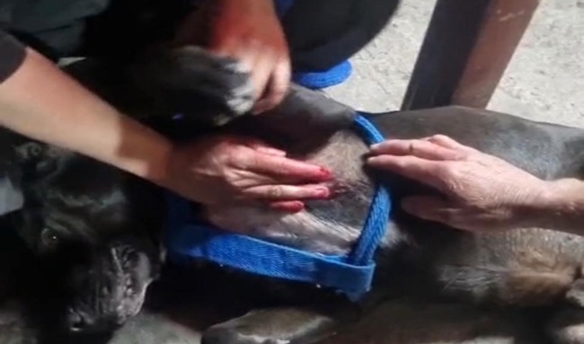 Denuncian presunto caso de maltrato animal en el barrio Salitre de Suba