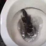 ¡Insólito en Suba! Residente encontró una rata dentro del inodoro de su vivienda
