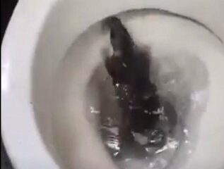 ¡Insólito en Suba! Residente encontró una rata dentro del inodoro de su vivienda