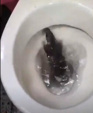 ¡Insólito en Suba! Residente encontró una rata dentro del inodoro de su vivienda