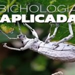 Festival Artrópodos une ciencia y arte en Suba