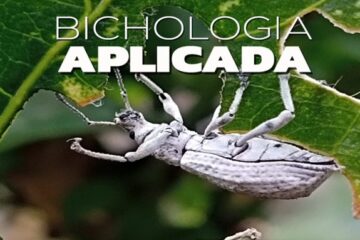 Festival Artrópodos une ciencia y arte en Suba