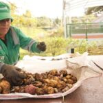 Suba fortalece la agricultura ancestral con jornada de siembra y cosecha indígena