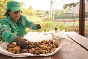 Suba fortalece la agricultura ancestral con jornada de siembra y cosecha indígena