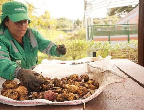 Suba fortalece la agricultura ancestral con jornada de siembra y cosecha indígena