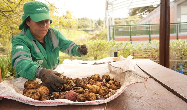 Suba fortalece la agricultura ancestral con jornada de siembra y cosecha indígena