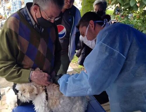 Bogotá tendrá jornada gratuita de vacunación contra la rabia para perros y gatos este domingo