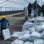 CAR Cundinamarca culmina proyecto que transformó buchón de laguna de Fúquene en 4 mil toneladas de bioabono