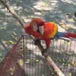 La CAR frena el uso de fauna silvestre como atractivo turístico y rescata siete animales en Sasaima y Girardot