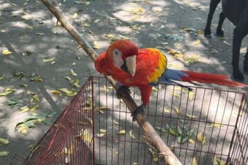 La CAR frena el uso de fauna silvestre como atractivo turístico y rescata siete animales en Sasaima y Girardot