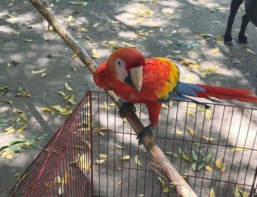 La CAR frena el uso de fauna silvestre como atractivo turístico y rescata siete animales en Sasaima y Girardot