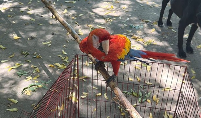 La CAR frena el uso de fauna silvestre como atractivo turístico y rescata siete animales en Sasaima y Girardot