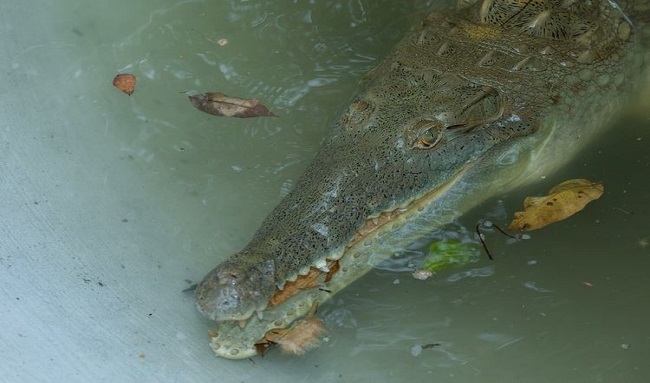 Estudio alerta por reducción del 50 % de caimanes en el río Negro
